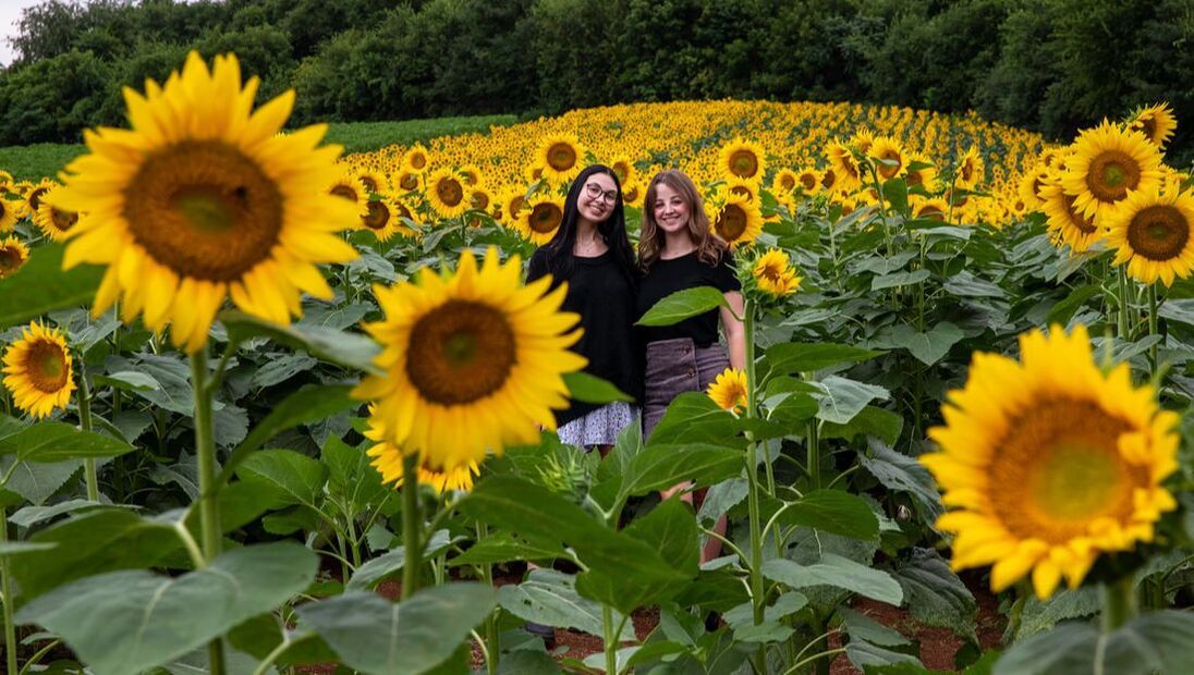 Picture of Sunflowers at Nightfall Acres