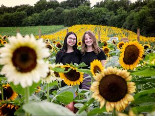 Picture of girls modeling in a sunflower field