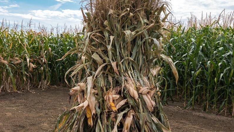 Picture of corn stalks